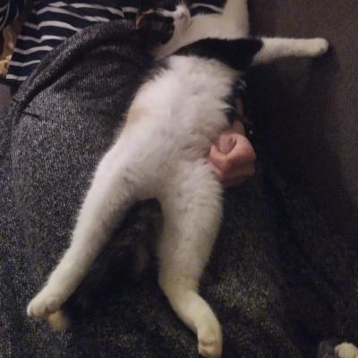 Tumtum