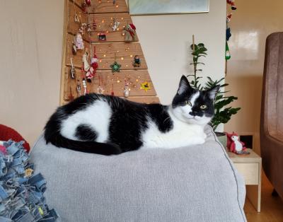 Bibi (voorheen Bailey)