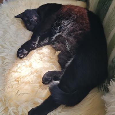 Pluim (voorheen Smasher)