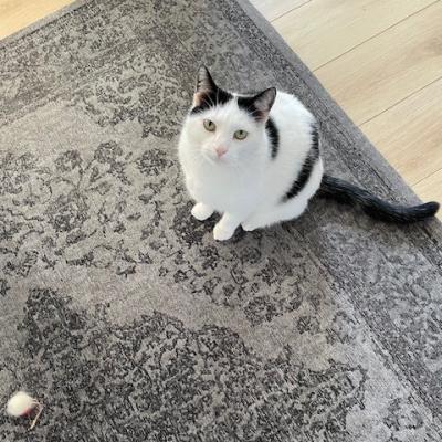 Binkie en Bubbel