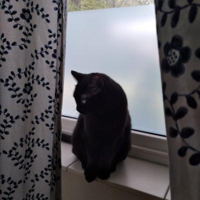Blackie en Luna