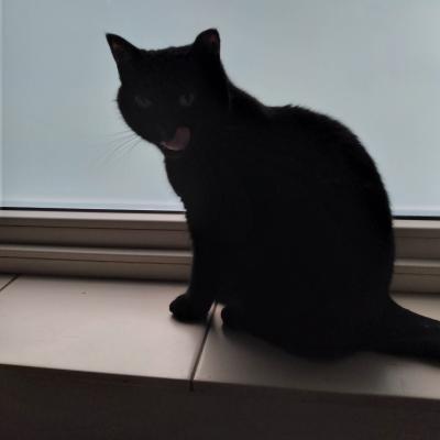 Blackie en Luna