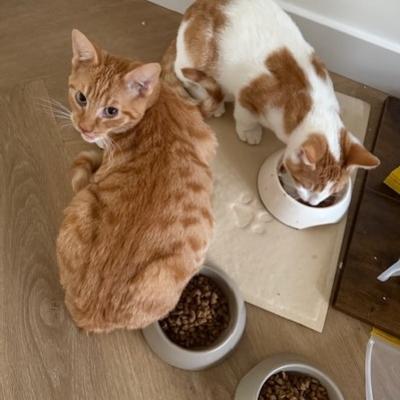 Leo (voorheen Buzz) en Brummel