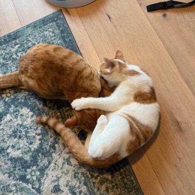 Leo (voorheen Buzz) en Brummel