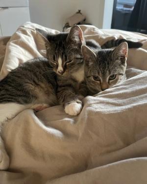 Molly en Rover (voorheen Ezra en Enya)
