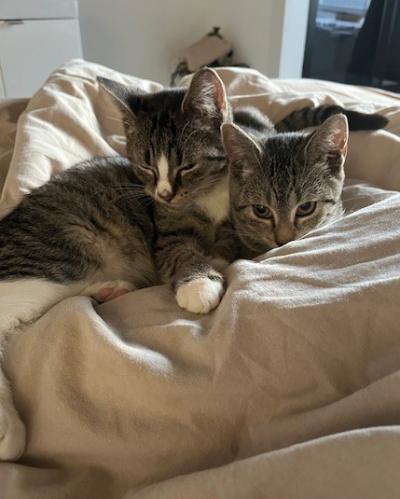 Molly en Rover (voorheen Ezra en Enya)