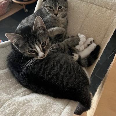 Molly en Rover (voorheen Ezra en Enya)