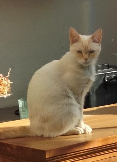 Guus (voorheen Mayo)