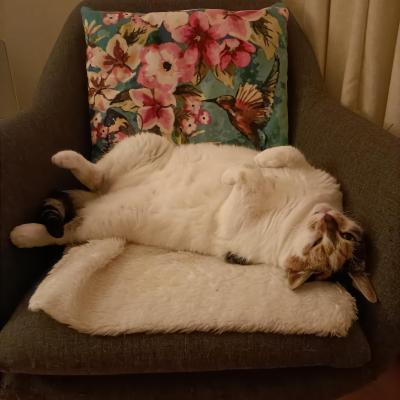 Milou (voorheen Minoes)