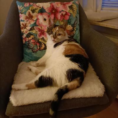 Milou (voorheen Minoes)