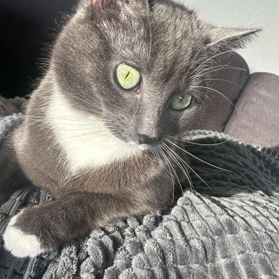 Muis