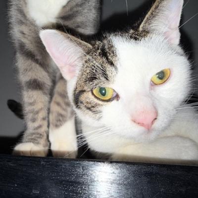 Kit (voorheen Randy) en Kat (voorheen Remy)