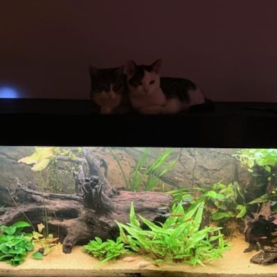 Kit (voorheen Randy) en Kat (voorheen Remy)