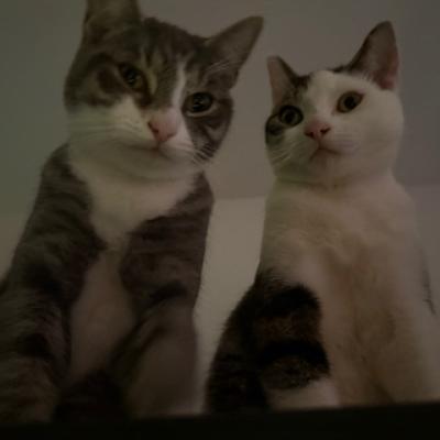 Kit (voorheen Randy) en Kat (voorheen Remy)