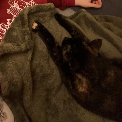 Pippi (voorheen Toffee)