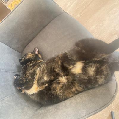 Pippi (voorheen Toffee)