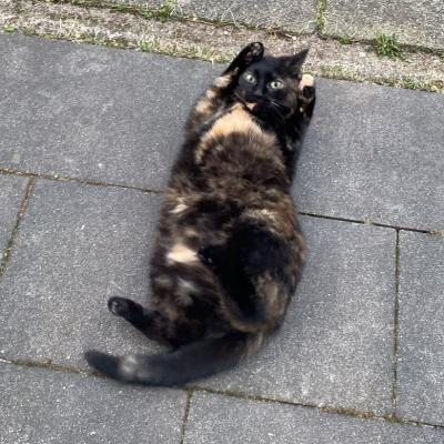 Pippi (voorheen Toffee)