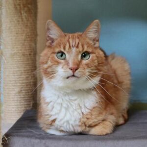 Appie is onze eigen rode je-weet-wel kater