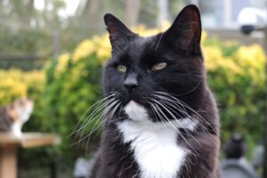 Naudi is een schat maar doet helaas aan wildplassen
