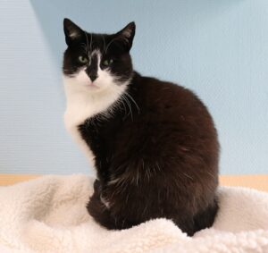 Joy is een bescheiden poes