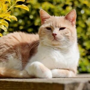 Benjamin heeft de zachtste vacht van alle katten in het adoptieverblijf