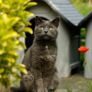 Gizmo is onze adonis met zijn mooie ogen en grijze jas