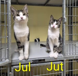 Jut en Jul zoeken een huis met tuin