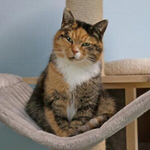 Kissa is onze voetbalster