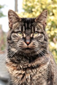 Pebbel laat zich steeds beter zien