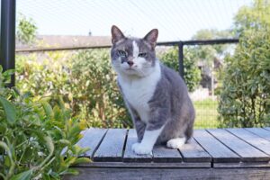 Ray is dol op knuffelen