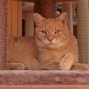 !ATTENTIE! Lieve katten zoeken fijne huisjes!