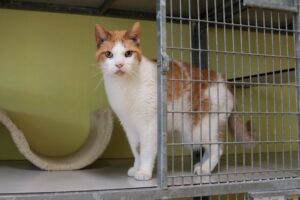 Mellow woont voor de derde keer bij Stichting Zwerfdier