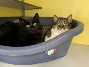 Mikki en Roosje zoeken een huis met afgesloten tuin of een bovenwoning met afgesloten balkon