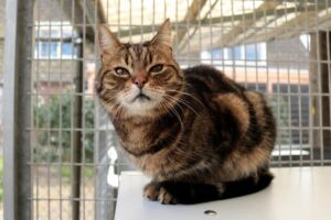 Mitchel is een goedaardige verlegen kater