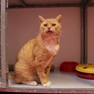 Nino zoekt een huis met afgesloten tuin of bovenwoning met afgesloten balkon