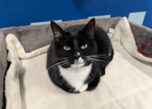 Pip zoekt een huis met tuin in een rustige buurt