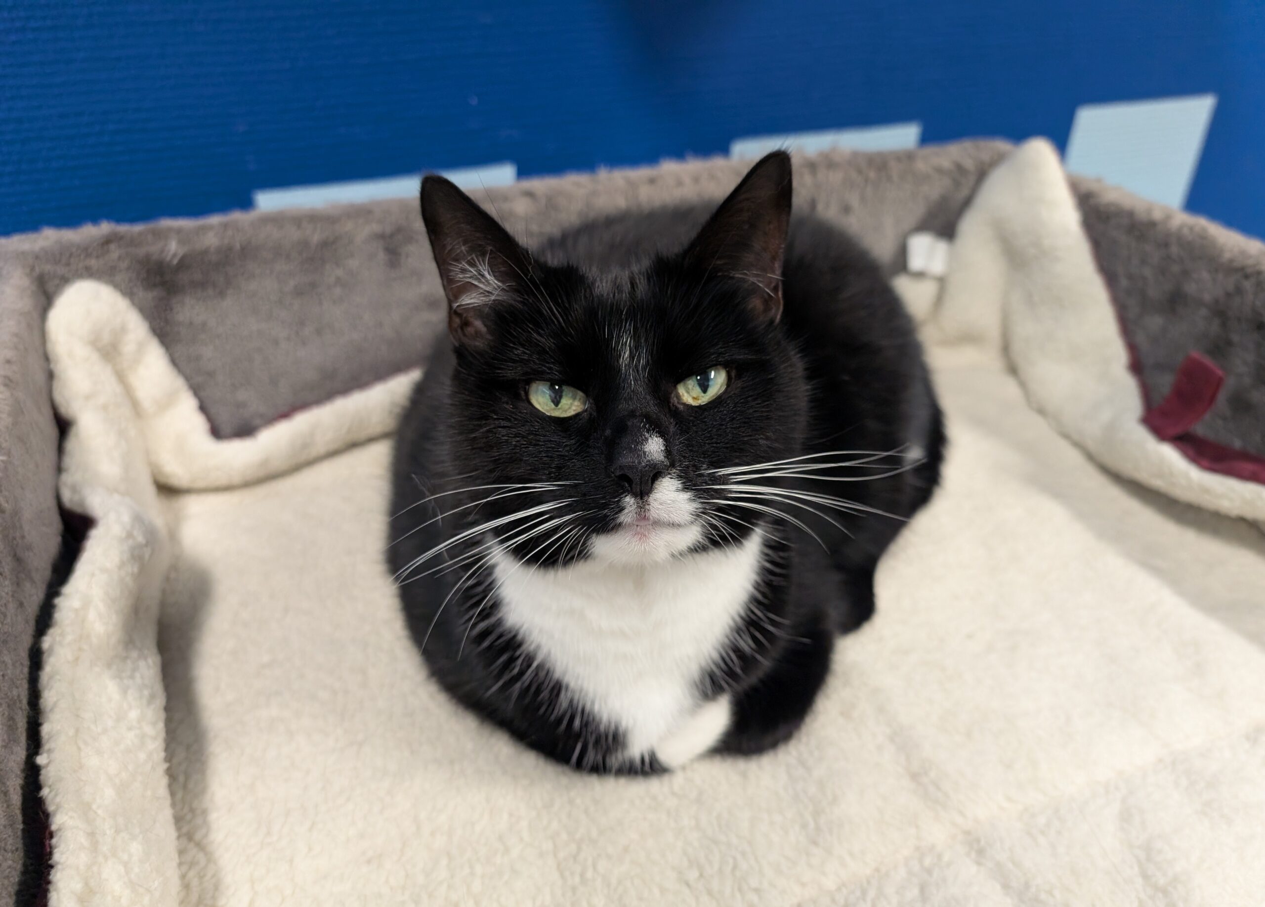 Pip zoekt een huis met tuin in een rustige buurt