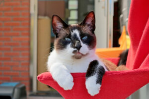 Sham is een rustige aanhankelijke kater