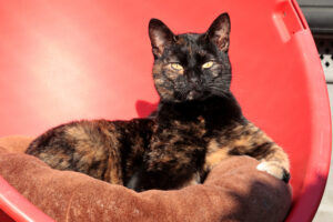 Sirana is een lieverd