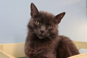 Sjors houdt van knuffelen