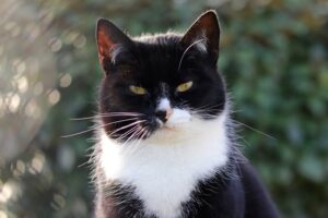 Sprite is een klein maar fijn poesje