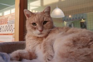 Teun is directeur van Stichting Zwerfdier