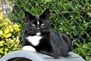 Weronika is een speelse jonge poes