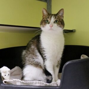 Havanna zoekt een bovenwoning met afgesloten balkon