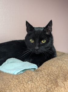 Bob zoekt een huis met een tuin