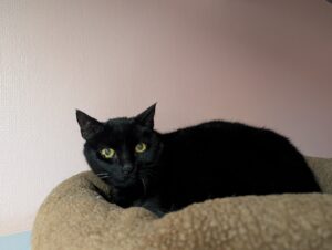 Bob zoekt een huis met een tuin