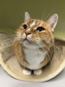 Boef zoekt een bovenwoning met afgesloten balkon of een huis met tuin