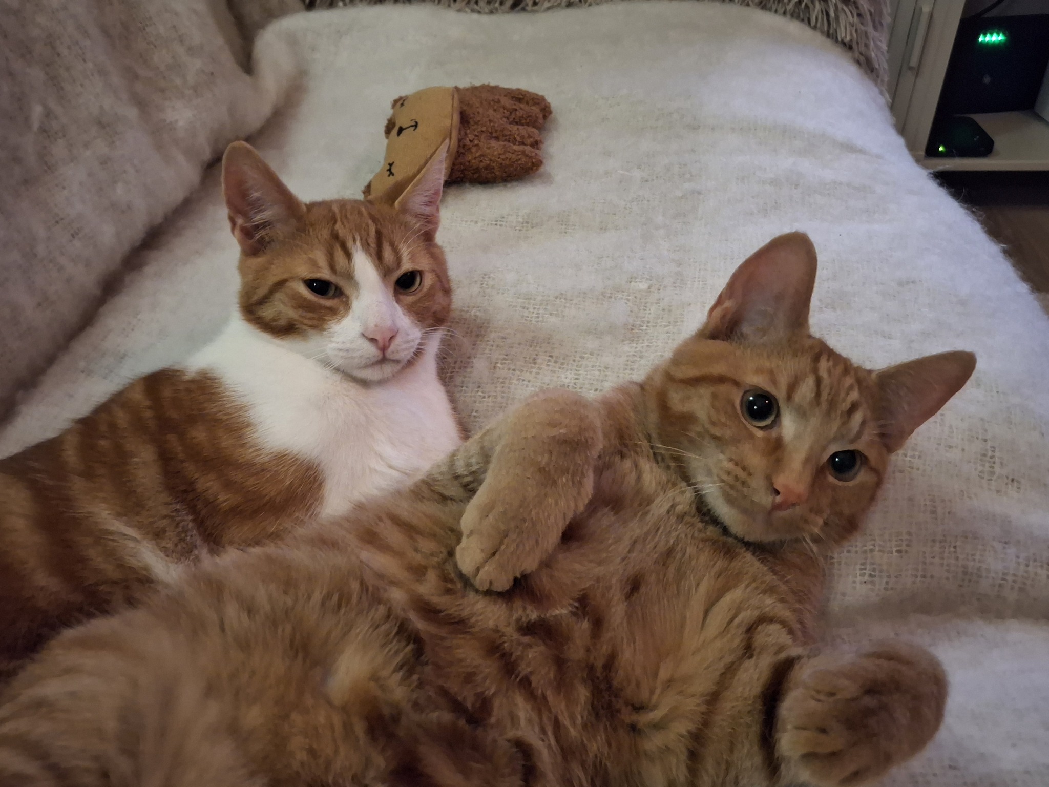 Bo(voorheen Harold) en Milo(voorheen Hector)