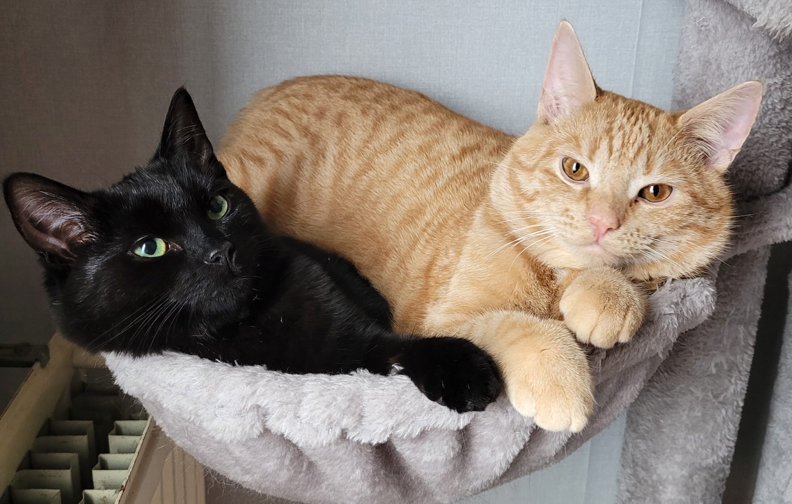 Ziggy (voorheen Max) en Kiki (voorheen Moekie)