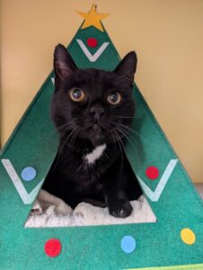 Macy zoekt een huis met een tuin